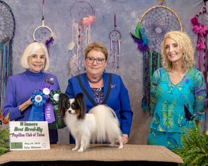 Papillon Breeders